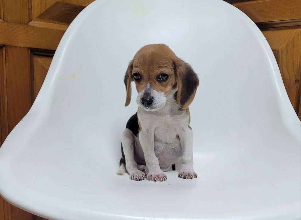 Cachorrinho beagle macho