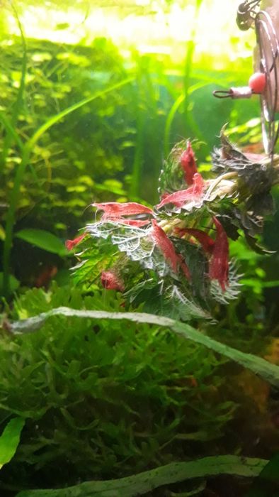 Krewetki red  cherry