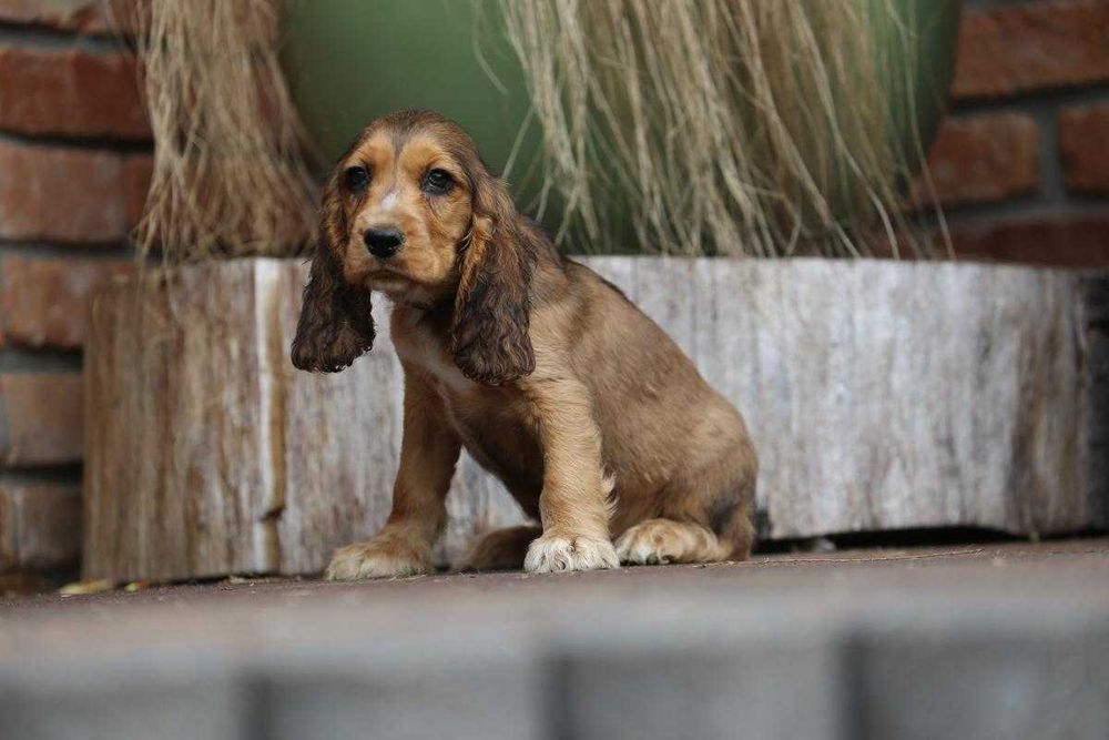 Cocker Spaniel szczeniak