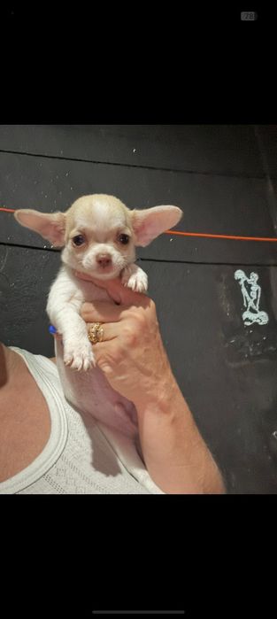 Chihuahua MENINO LINDO