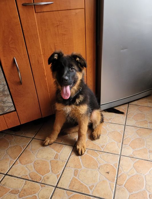 Owczarek Niemiecki dlugowłosy piękna suczka.