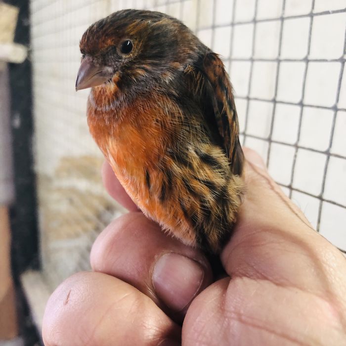 MESTIÇOS DE CHAMARIZ 2022/2023