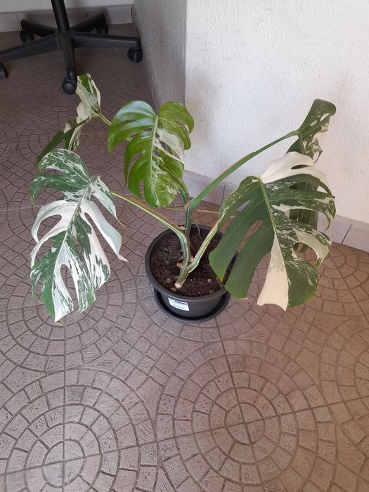 Monstera Variegata Albo