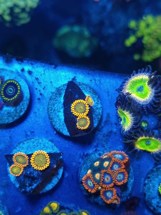 Corais zoantus de agua salgada