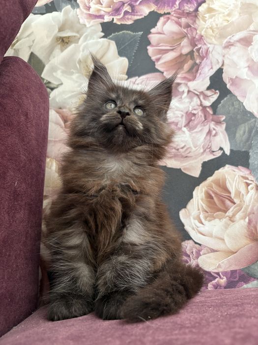Kotka Maine Coon