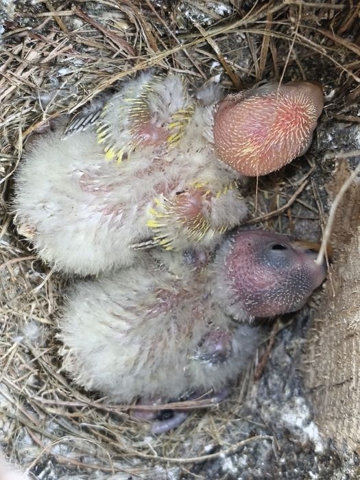 Agapórnis roseicolis para criar a mão.