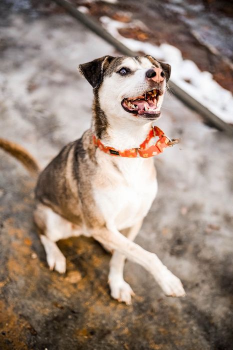 Uroczy Punto do adopcji i pokochania!