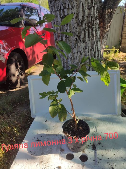 Гуаява лимонна  3х річна