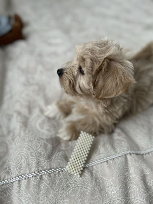 Дівчинка maltipoo baby face