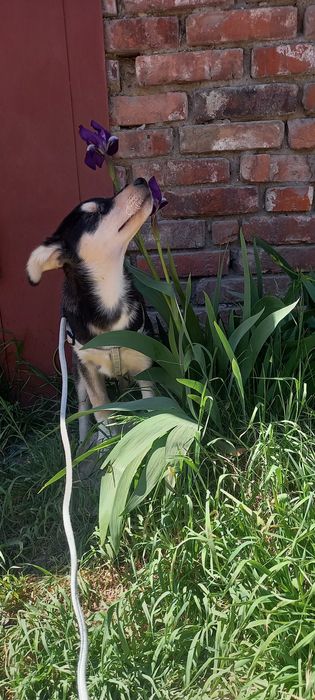 Цуцик в добрі руки