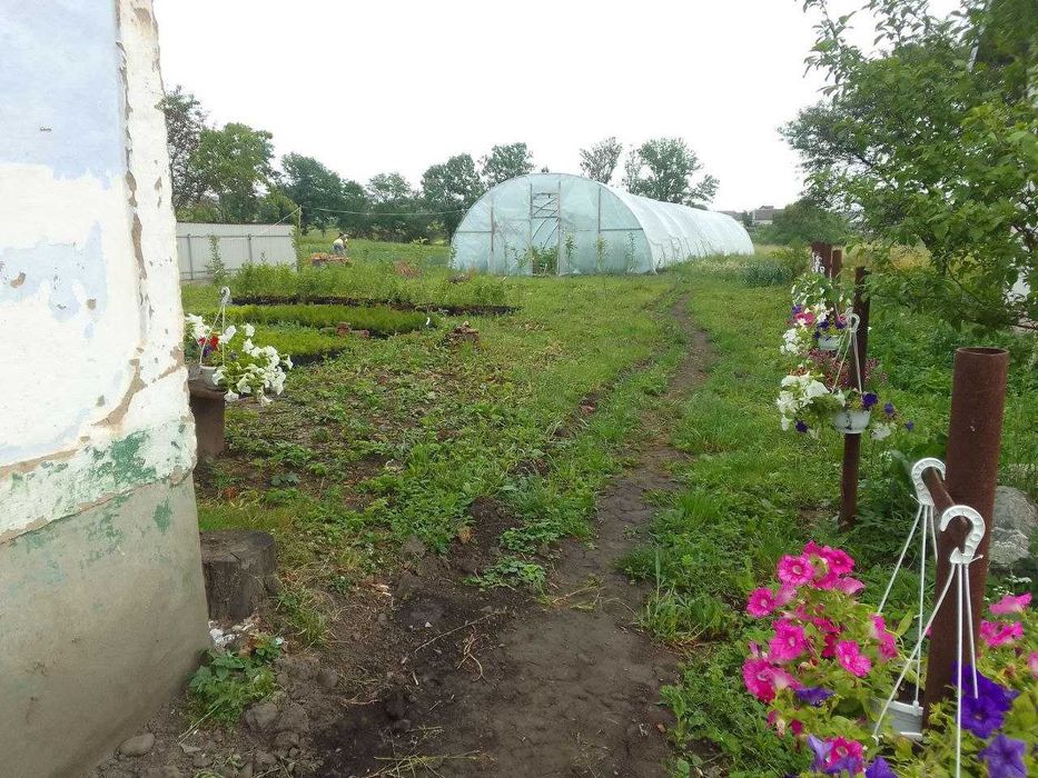 Продається домогосподарство у селі Вільшаниця (Івано-Франківська обл.)