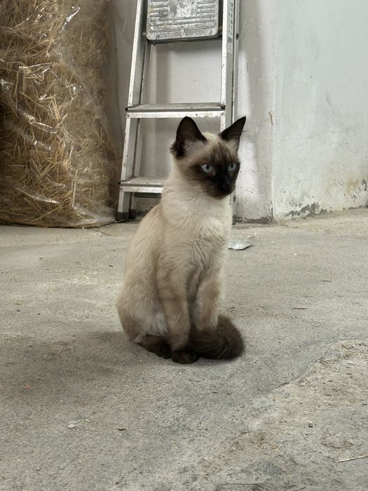 Gatinho para adocao