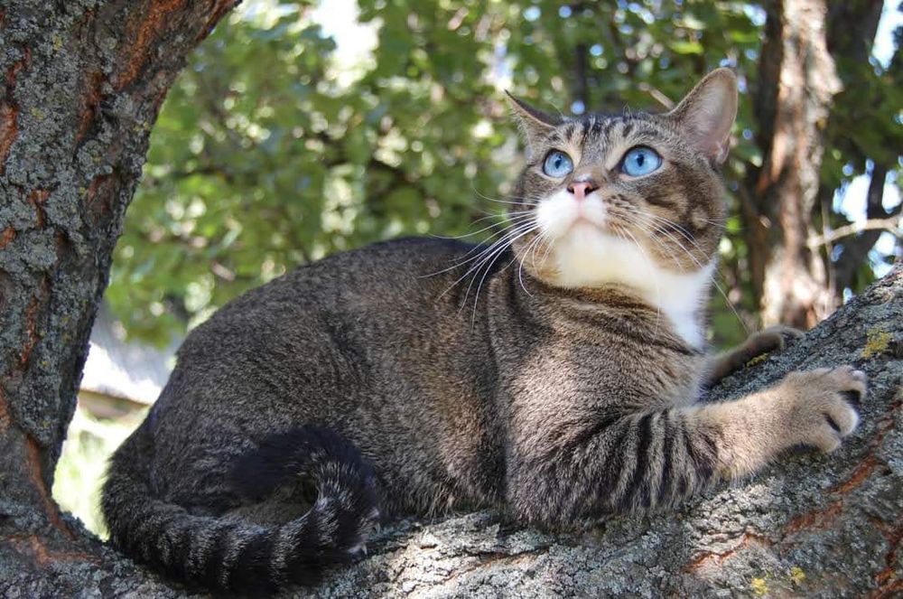 Алтайські котики