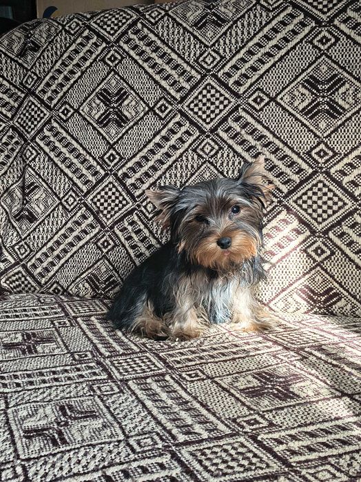 York Yorkshire terrier piesek