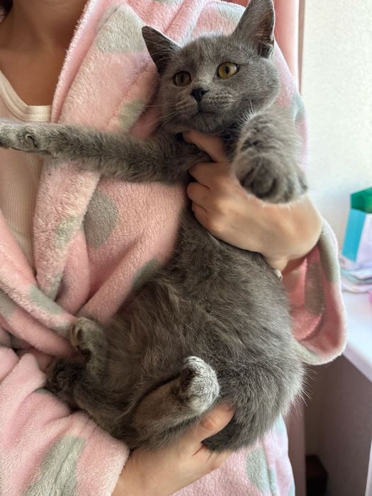 Кошеня в хороші руки