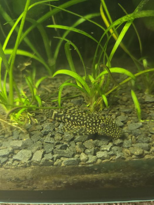 Glonojady zbrojniki niebieskie