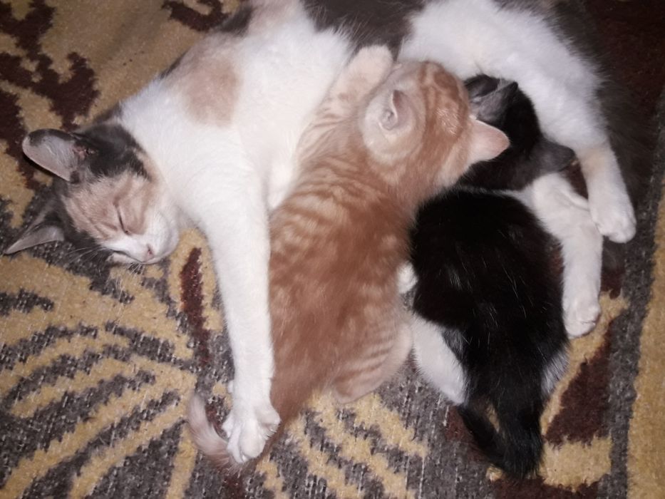 Віддам котят в добрі руки.