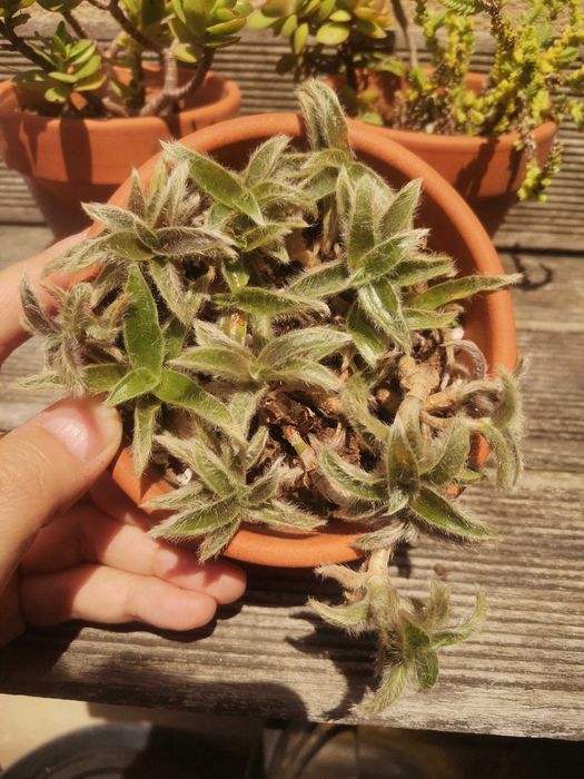 3 Vasos com suculentas variadas