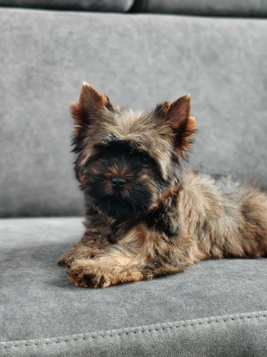 Yorkshire terrier