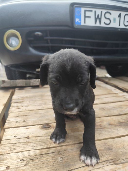 Szczeniaki amstaffa i Rottweilera