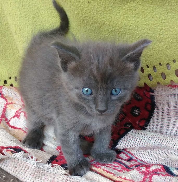 Продам  котенка, светло-дымчатый окрас