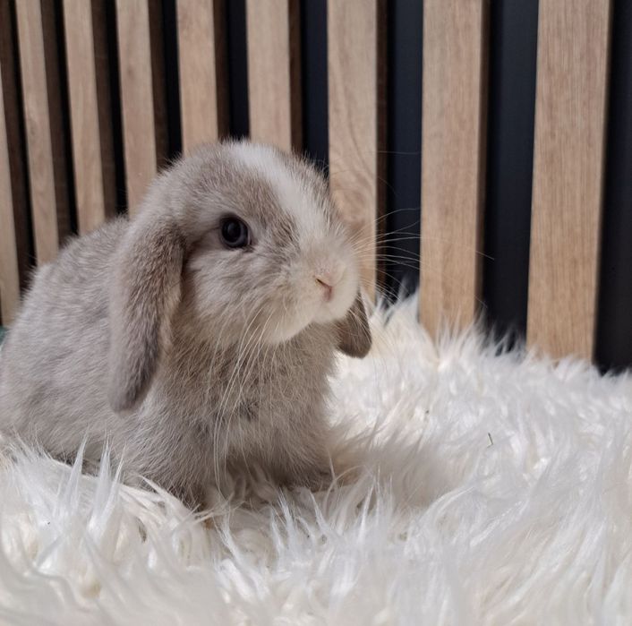 Mini Lip królik miniaturka domowy