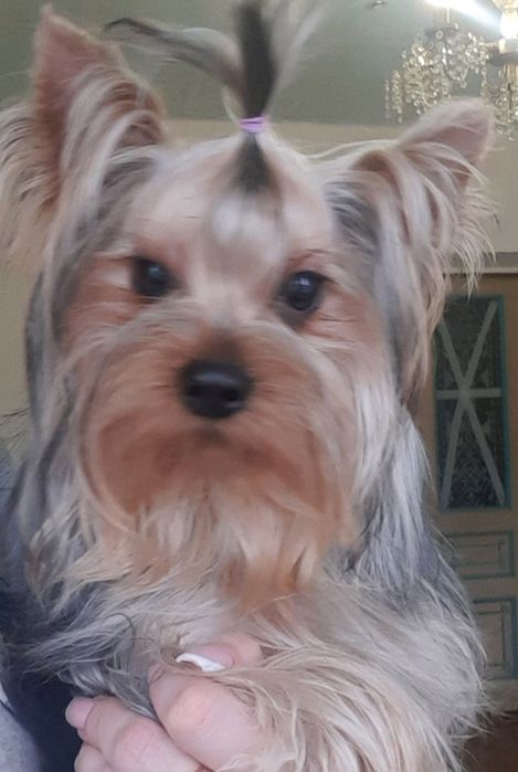 Йоркширский терьер