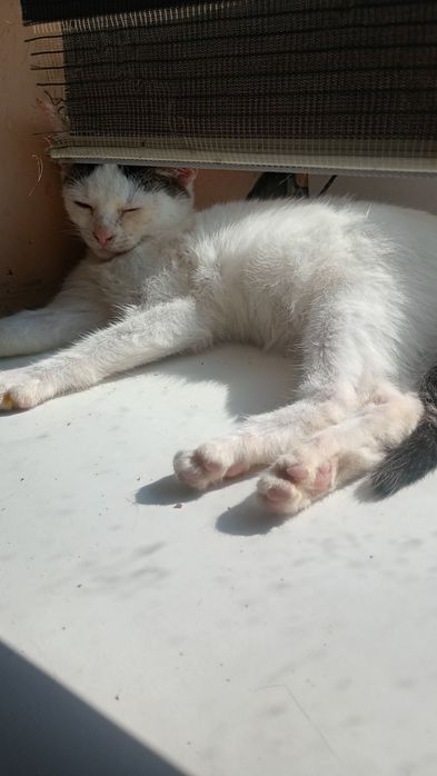 Oddam kotki w dobre ręce