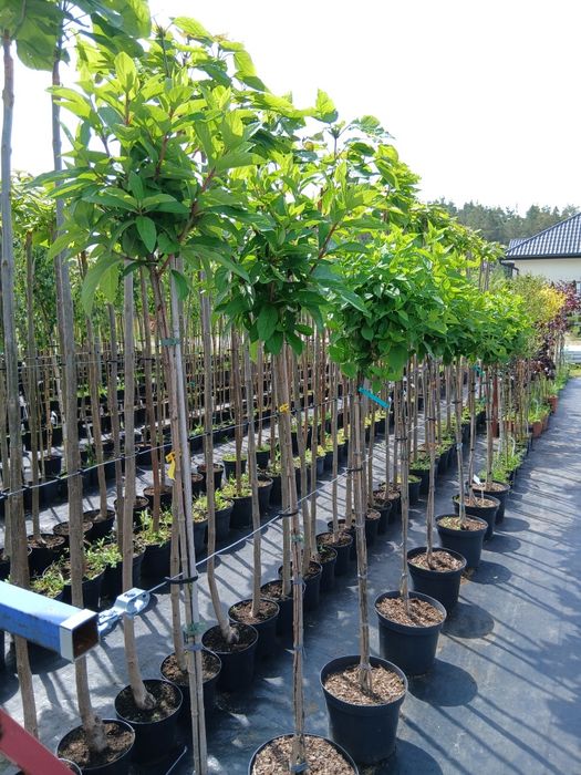 Bonsai  GRAB  sprzedam ŁEBNO
