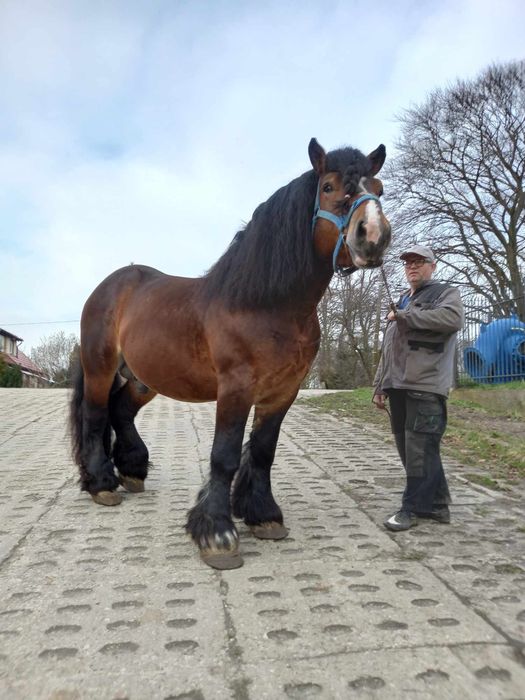 Ogier Mario urokliwy arden szwedzki
