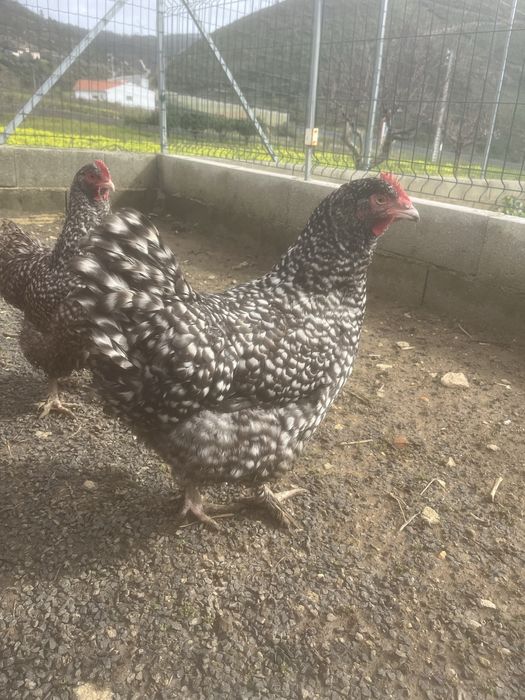 Ovos malines gigante