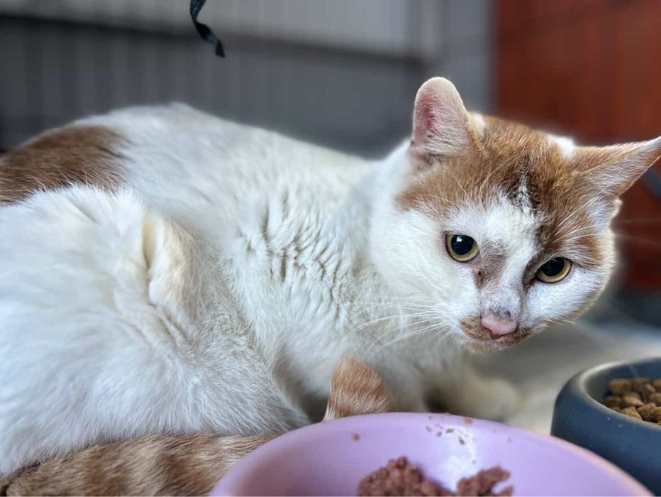 Frodo piekny kocurek