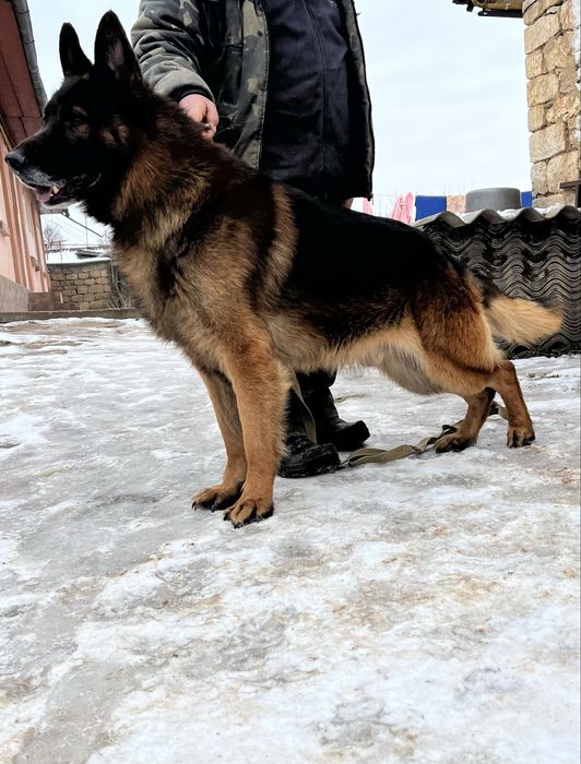 Цуценята німецької вівчарки(чистокровні)