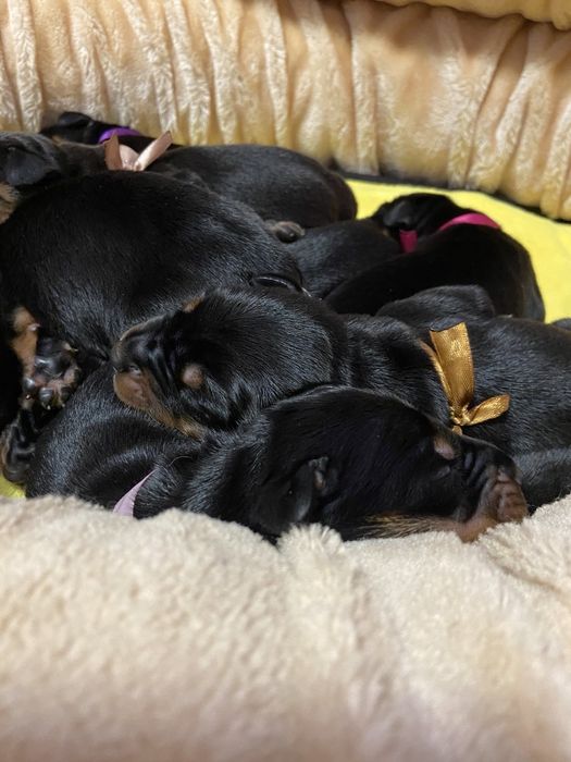 Доберман для бронювання