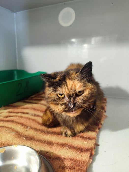 Черепашка, черепаховая кошечка, кішка ищет передержку, дом