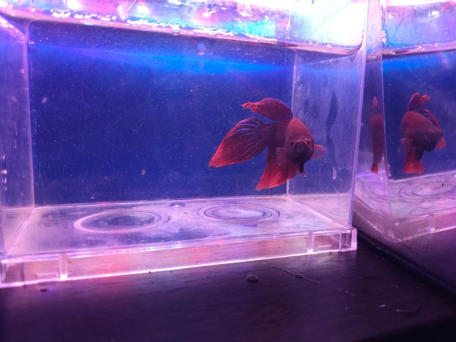Bettas machos  variadas cores