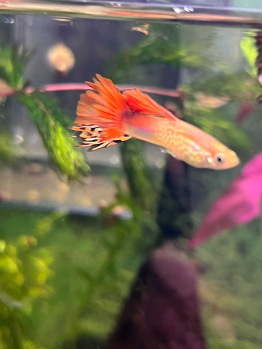 Гуппі мікс від 10шт.