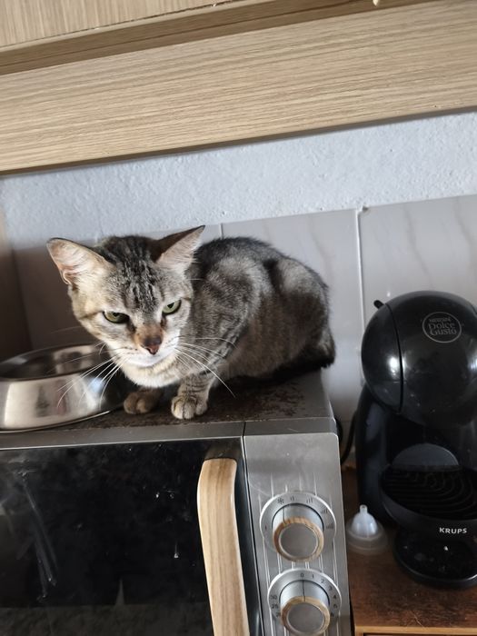 Gatos para adoção