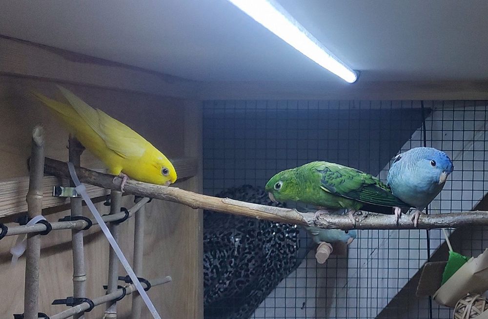 Papużki Katarzynki stokówka ajmarka