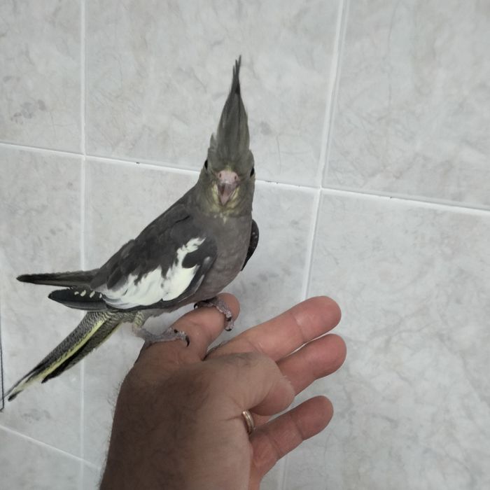 Caturras e agaporni domésticados
