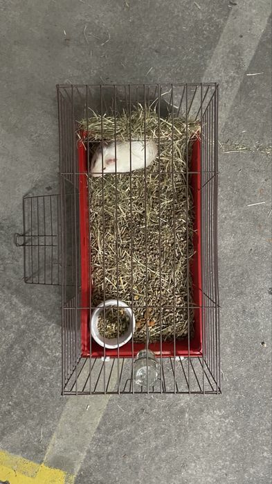 Porquinho da Índia albino com gaiola