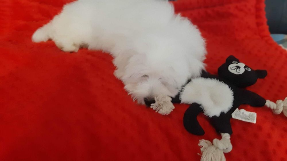 Cudowny Coton de tulear FCI