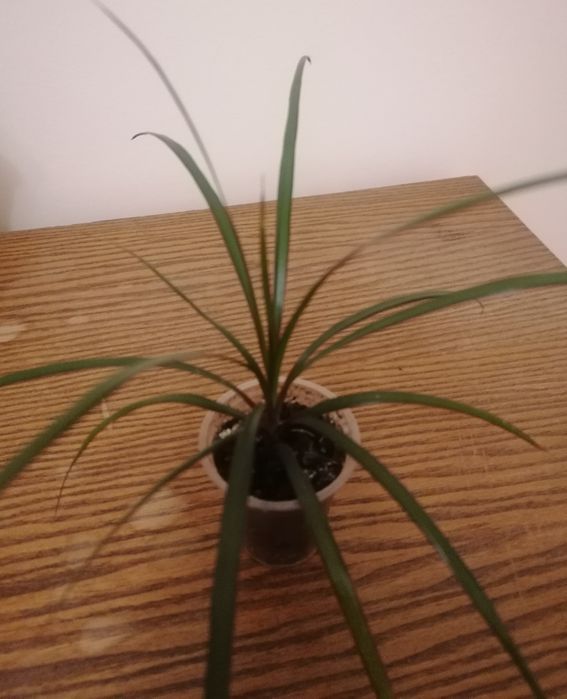 Кімнатні рослини