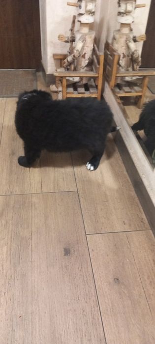 Piesek Border collie