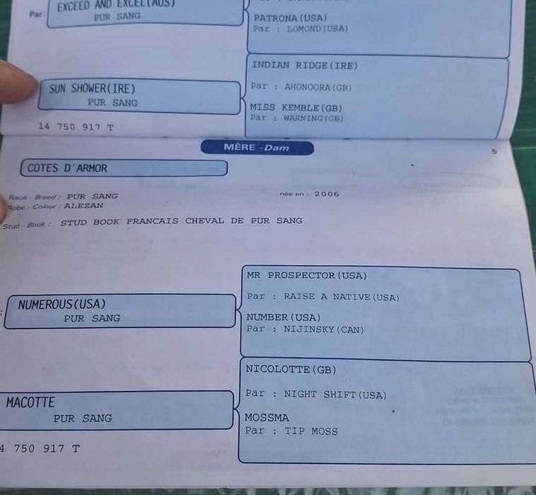 Egua Puro Sangue Inglesa