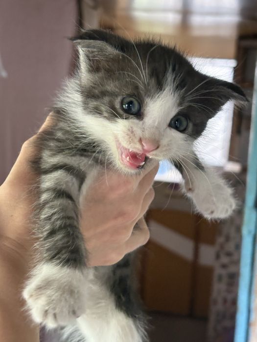 Котята маленькие