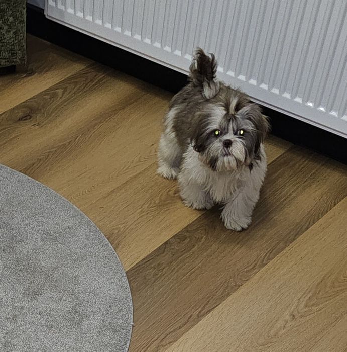Shih tzu ostatni piesek