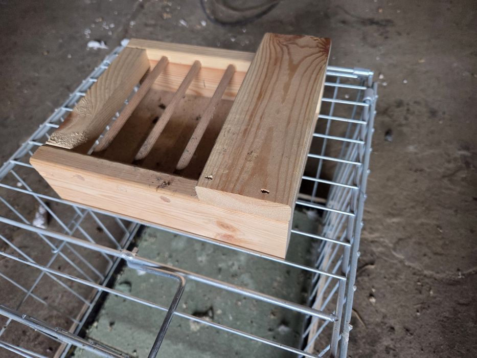 Siedziska dla gołębi młodych,  samic