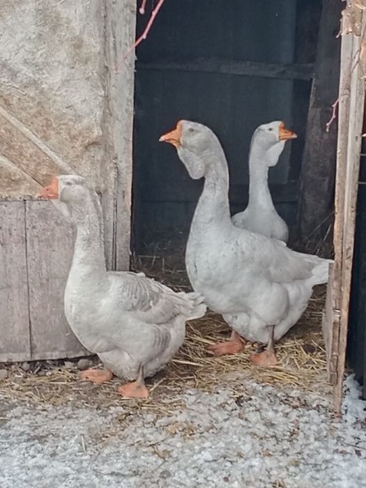 Продам Холмогорів на розвід