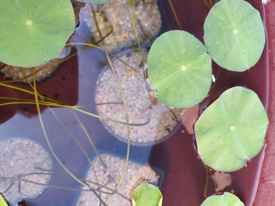 Plantas aquáticas jovens